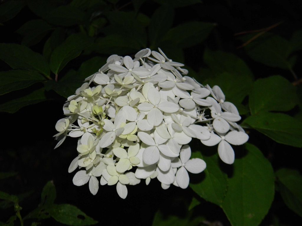 Hydrangea paniculata 'Limelight'