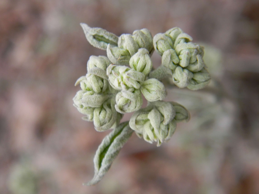 Hydrangea Quercifolia 'Alice'