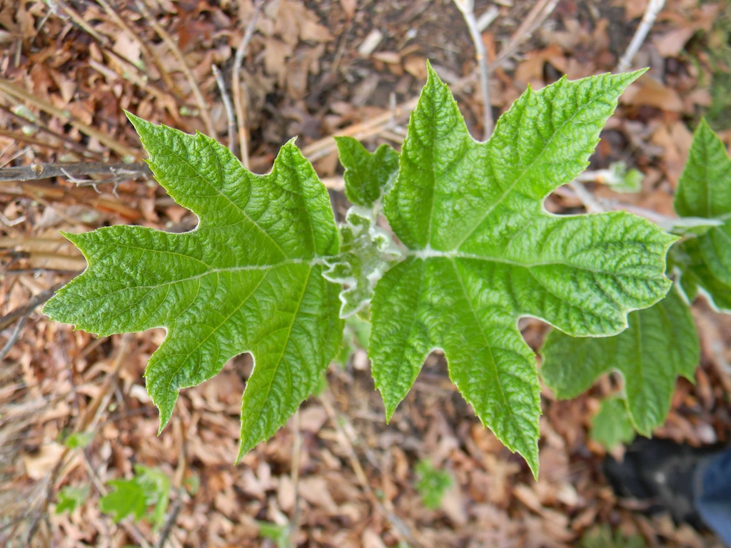 Hydrangea quercifolia 'Alice'