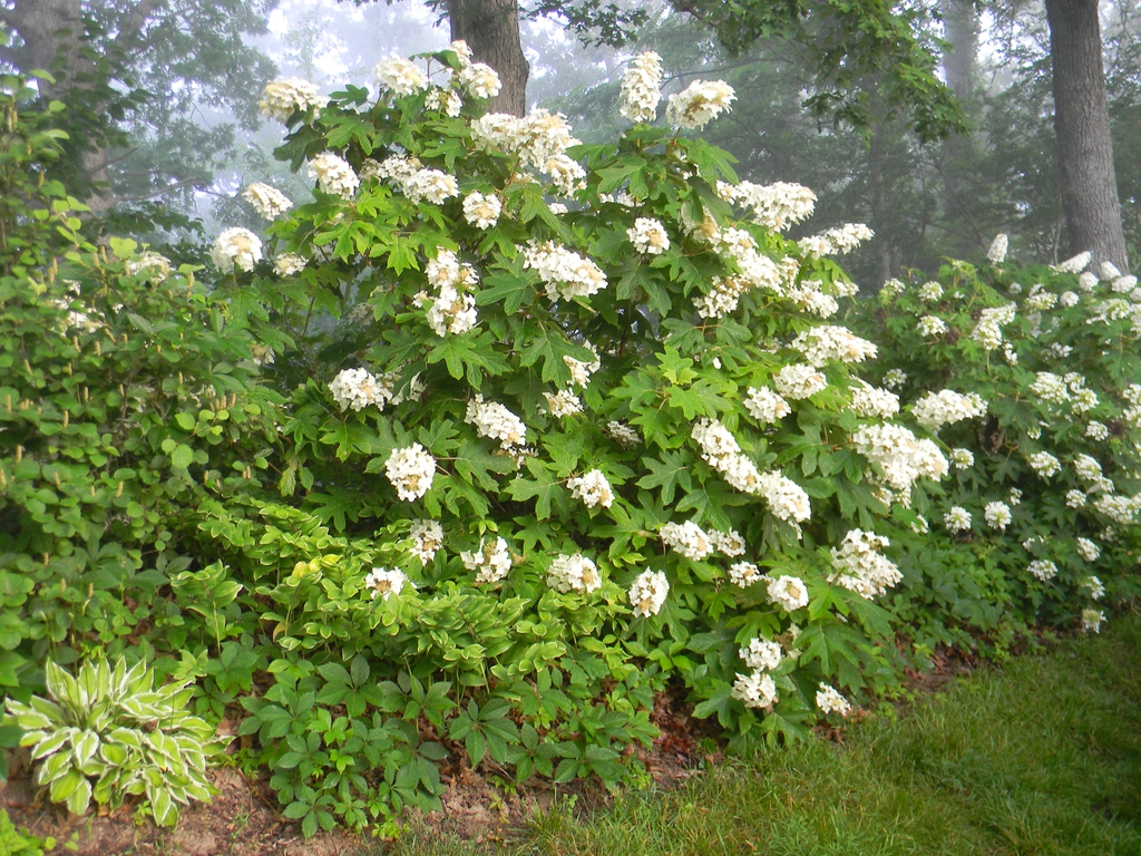 Hydrangea quercifolia 'Alice'