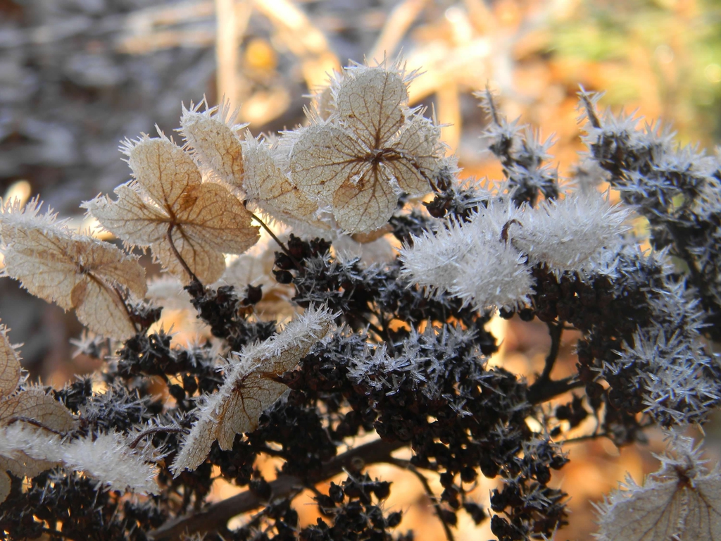 Hydrangea quercifolia 'Flemygea'