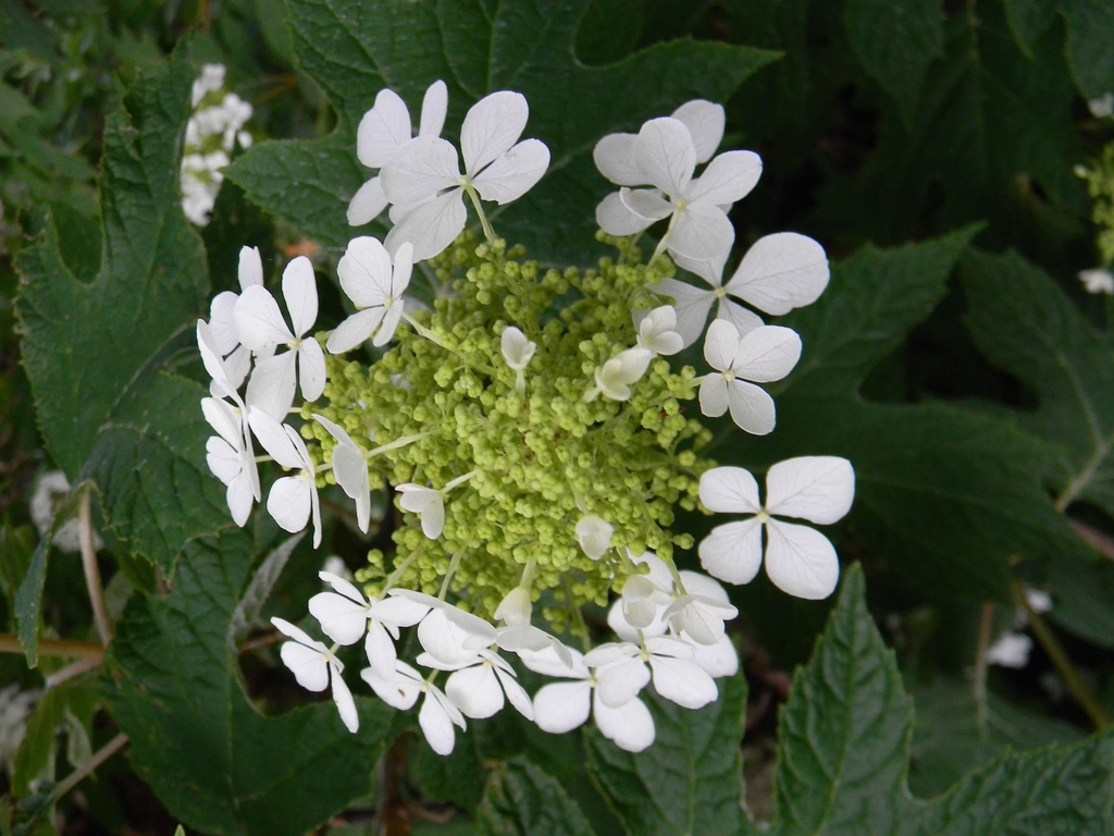 Hydrangea quercifolia 'Flemygea'