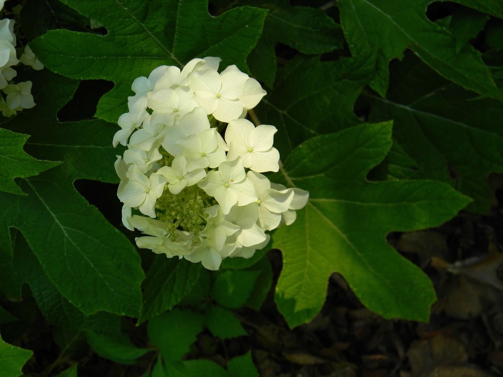 Hydrangea quercifolia 'Flemygea'