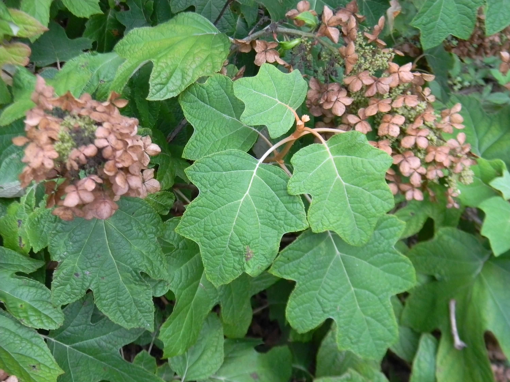 Hydrangea Quercifolia 'Alice'