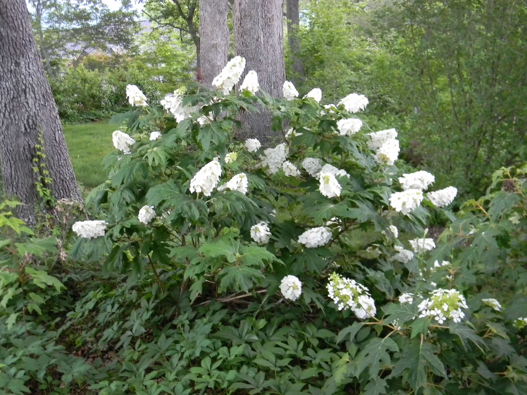 Hydrangea quercifolia 'Flemygea'