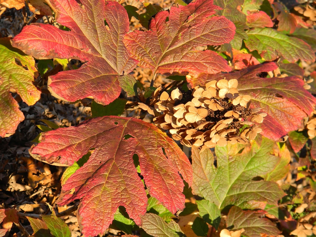 Hydrangea quercifolia 'Flemygea'