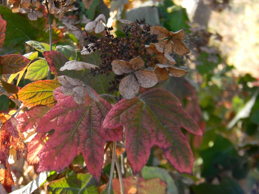 Hydrangea Quercifolia 'Alice'
