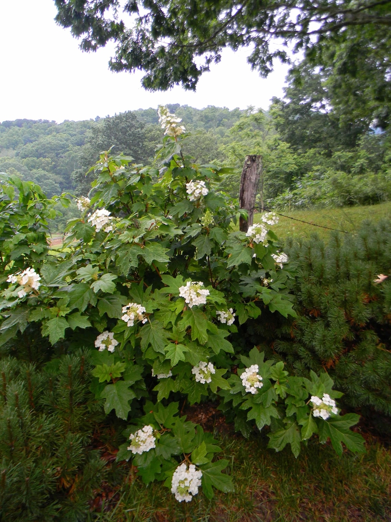 Hydrangea quercifolia 'Pee Wee'