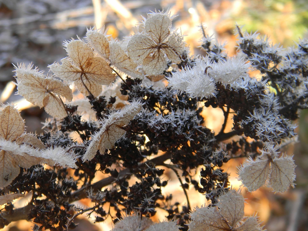 Hydrangea quercifolia 'Flemygea'