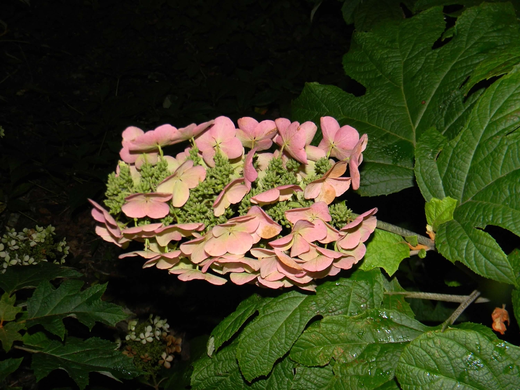 Hydrangea Quercifolia 'Alice'