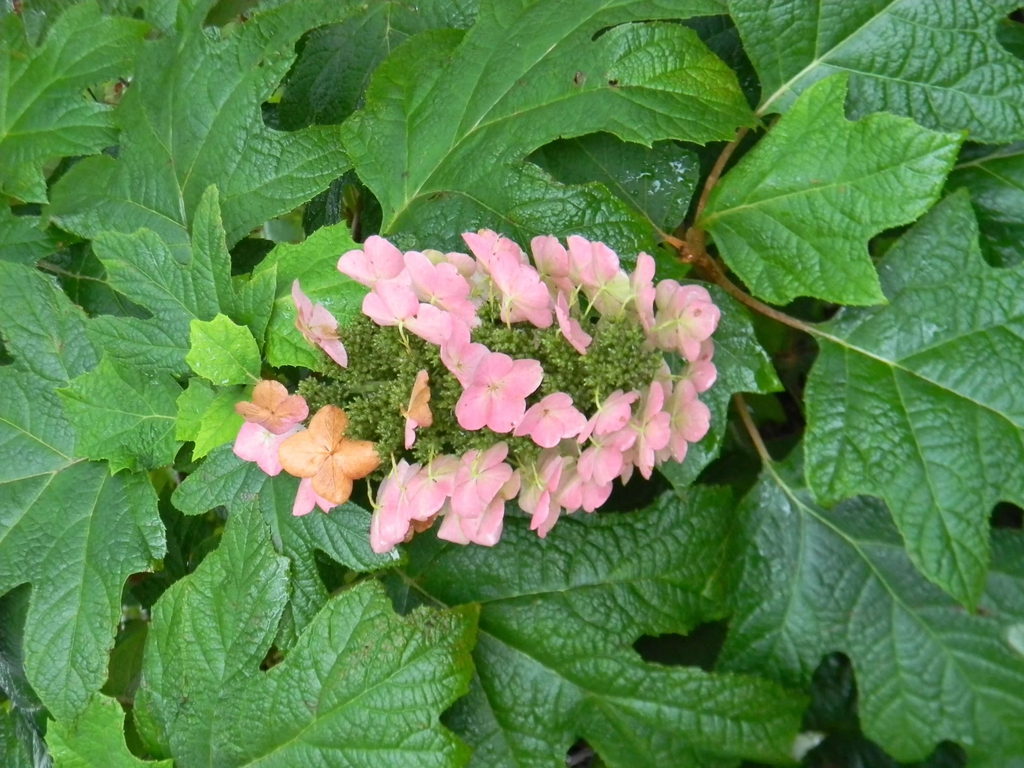 Hydrangea quercifolia 'Alice'
