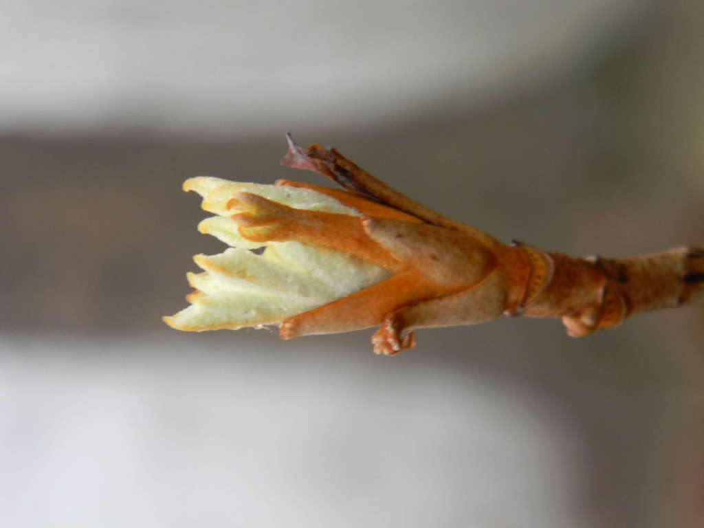 Hydrangea Quercifolia 'Alice'