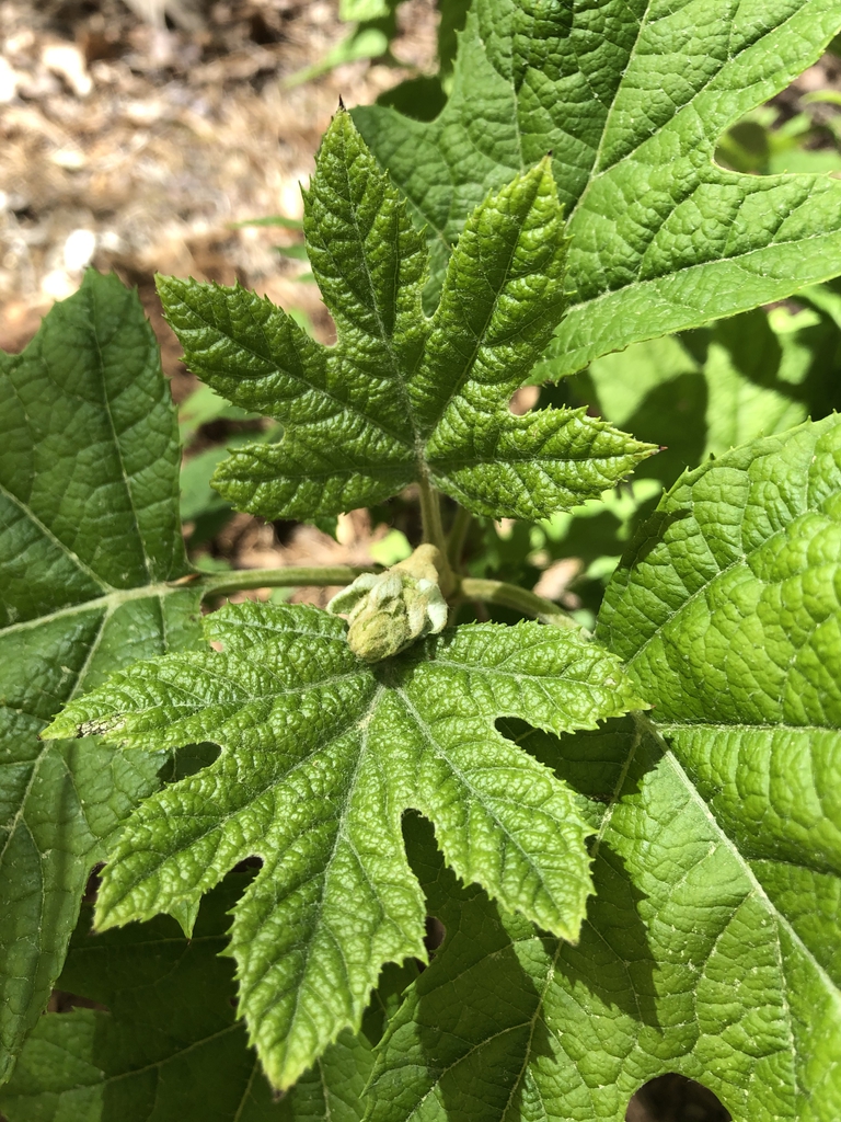 Hydrangea quercifolia