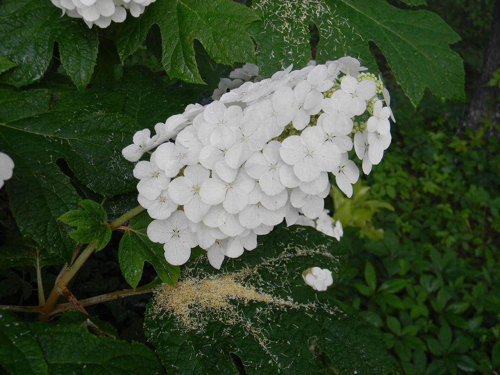 Hydrangea quercifolia 'Flemygea'