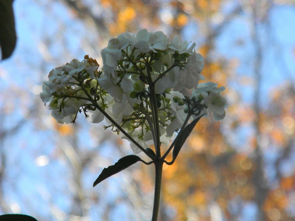 Hydrangea quercifolia 'Flemygea'