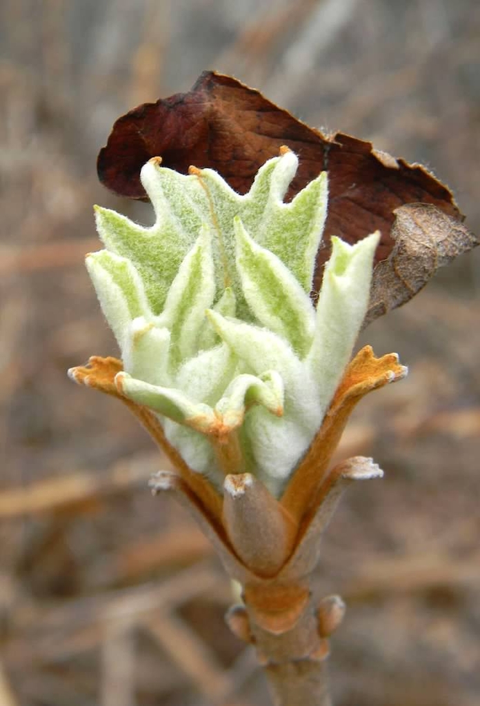 New Foliage - Late Winter - Buncombe Co., NC