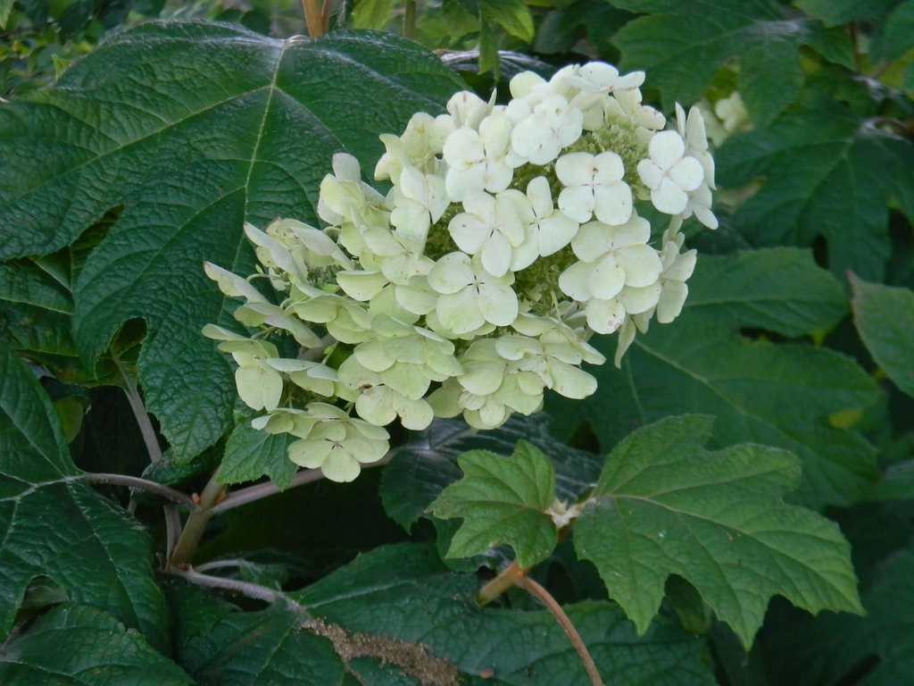 Hydrangea quercifolia 'Alice'
