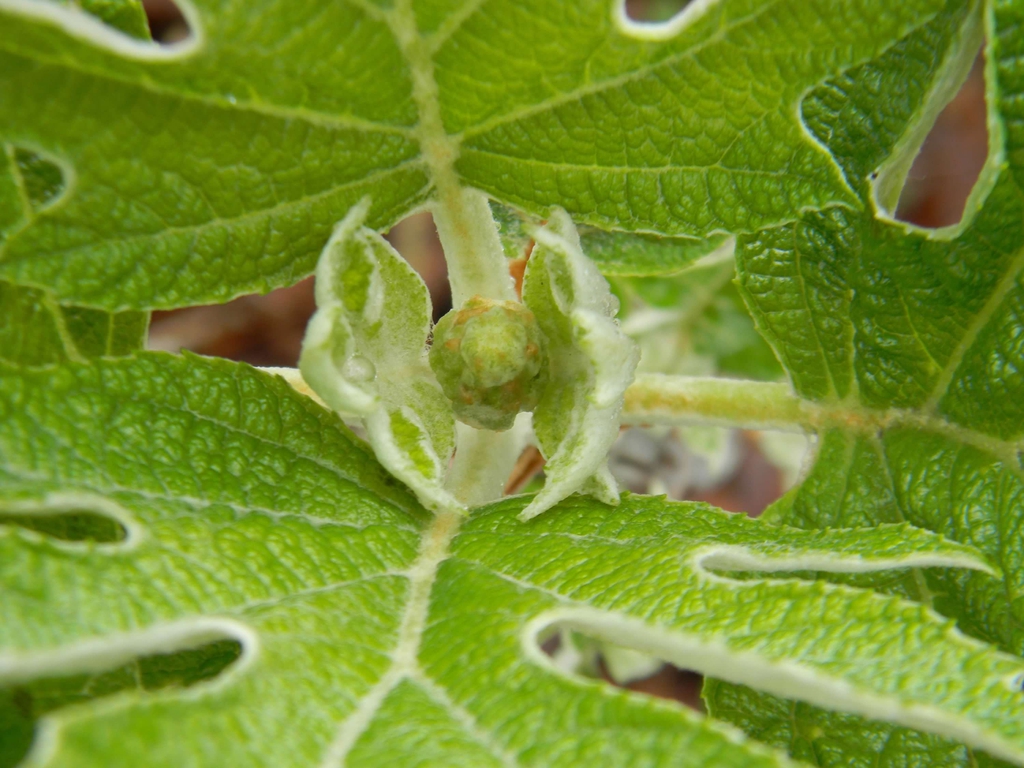 Hydrangea Quercifolia 'Alice'