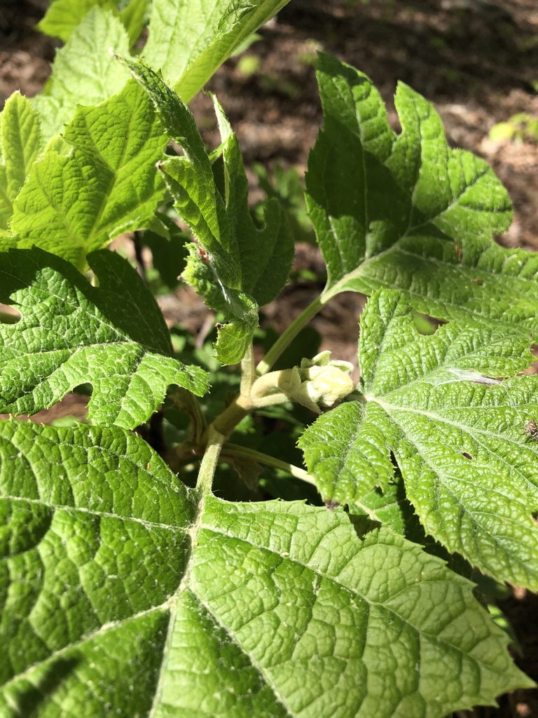 Hydrangea Quercifolia