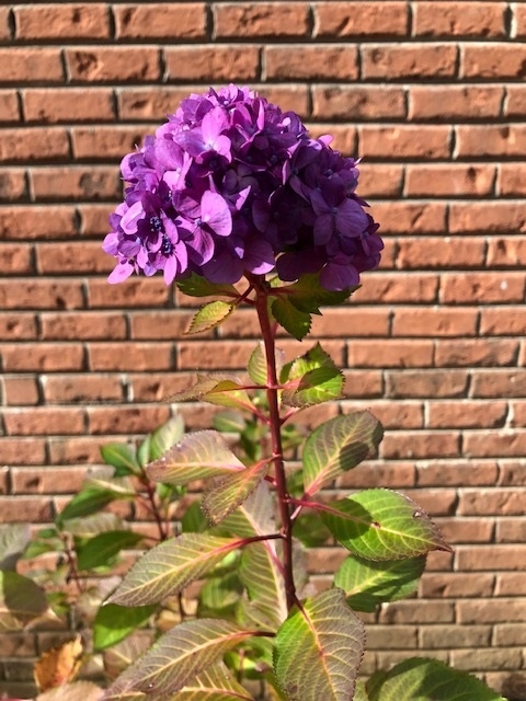 Hydangea