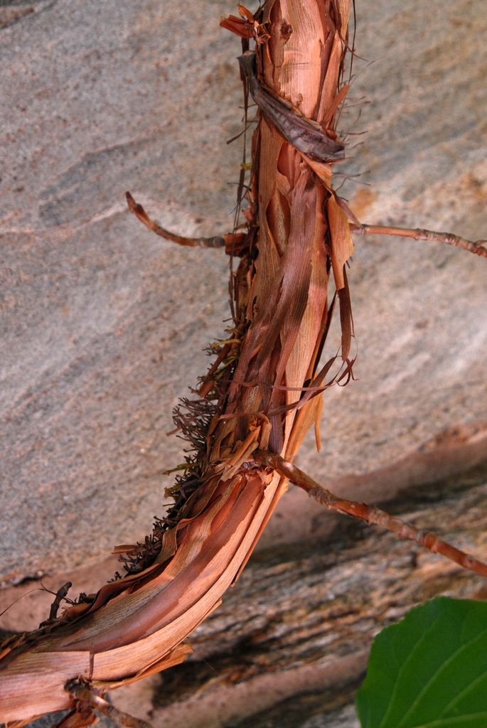 Stem with peeling bark