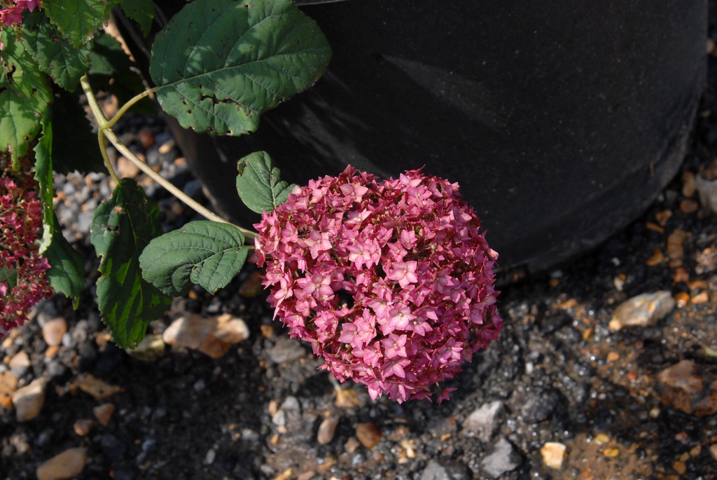 Close-up on a pompom cluster of pink flowers.
