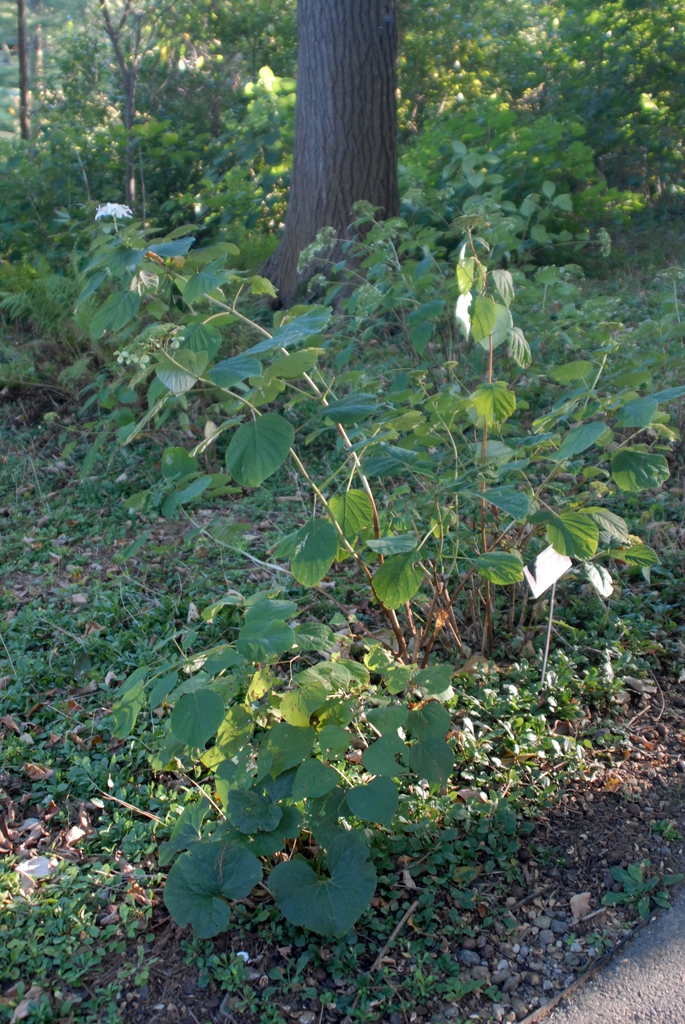 Hydrangea arborescens ssp. radiata