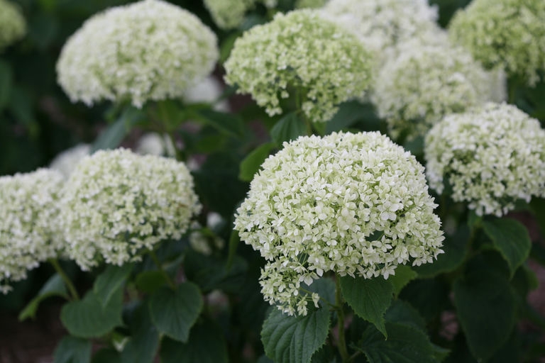 Flowers of Limetta 'NCHA8'