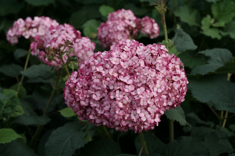 Mini Mauvette 'NCHA7' flowers