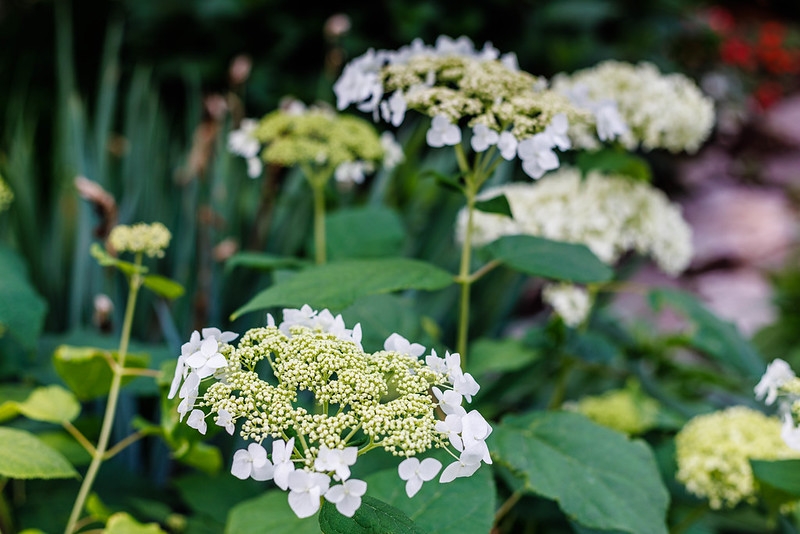 Close-up on white, lace-cap flower clusters.