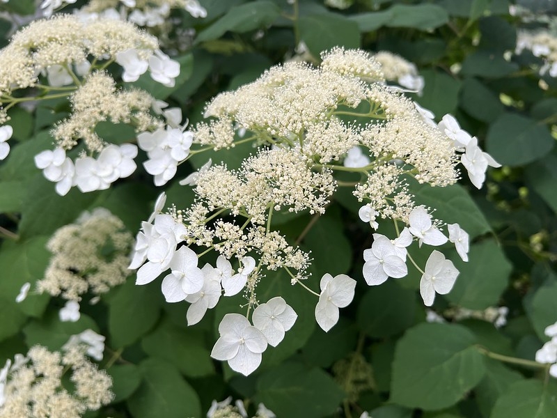 close-up on white lace-cap inflorescences.