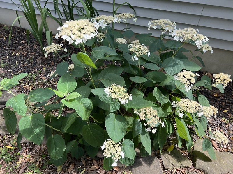 Shrub with white lace-cap inflorescences.