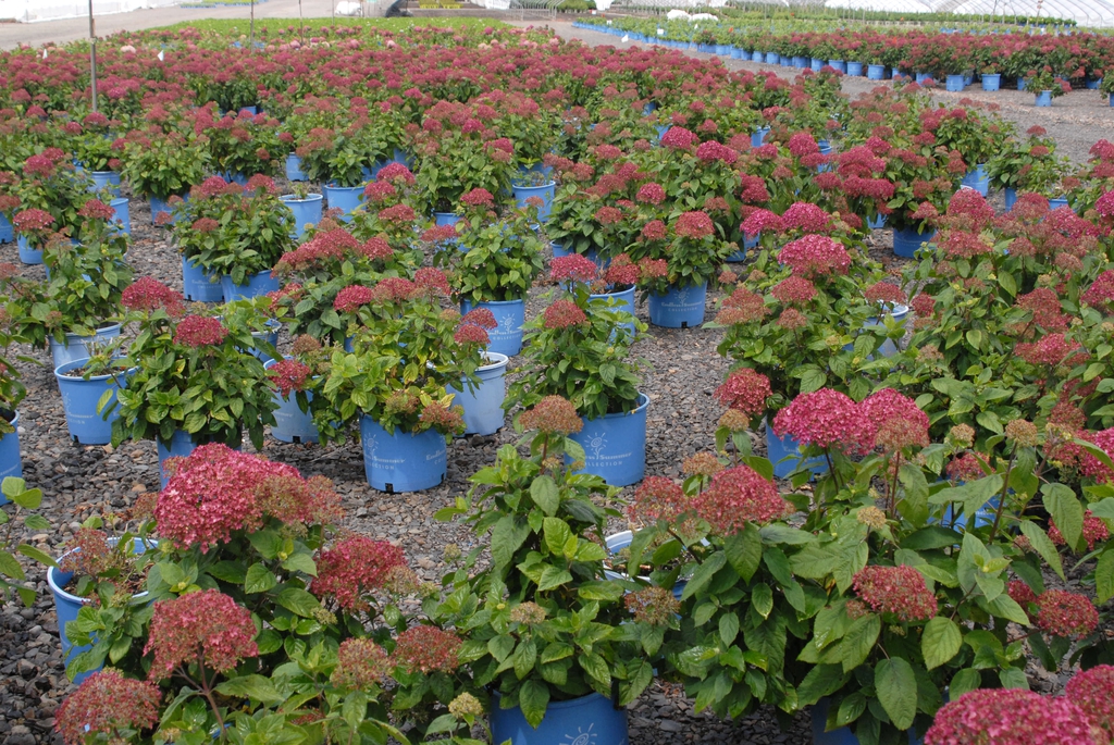 An array of potted shrubs with pompom clusters of pink flowers