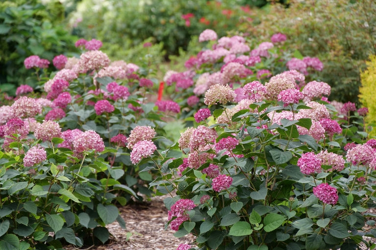 Form of Garnetta 'NCHA6'in bloom