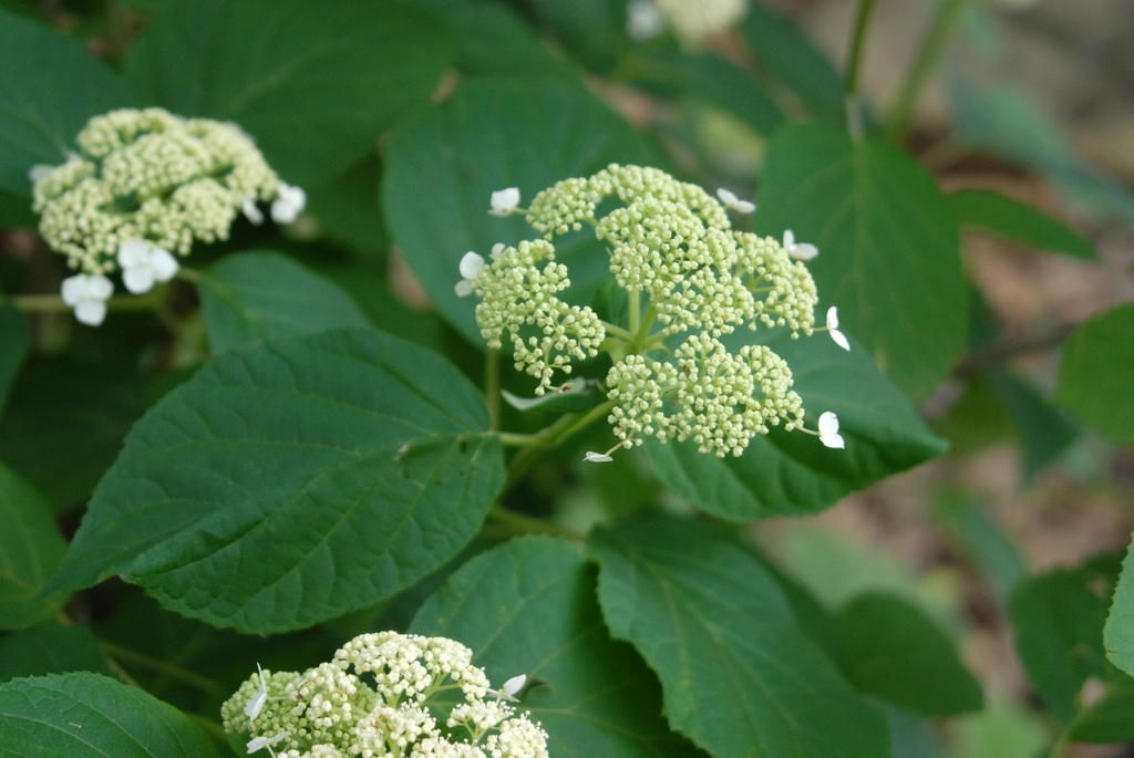 Shrub with large lace-cap clusters of white flowers.