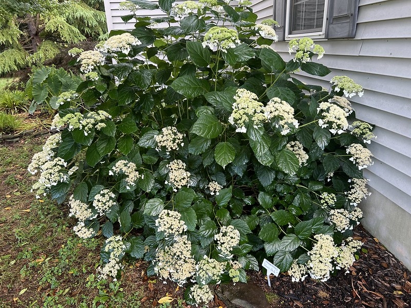 Shrub with white lace-cap inflorescences.