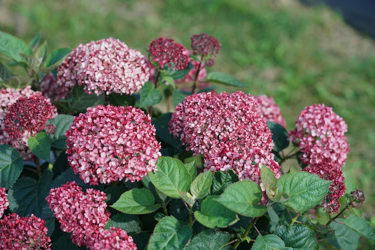 Flowers of Garnetta 'NCHA6'