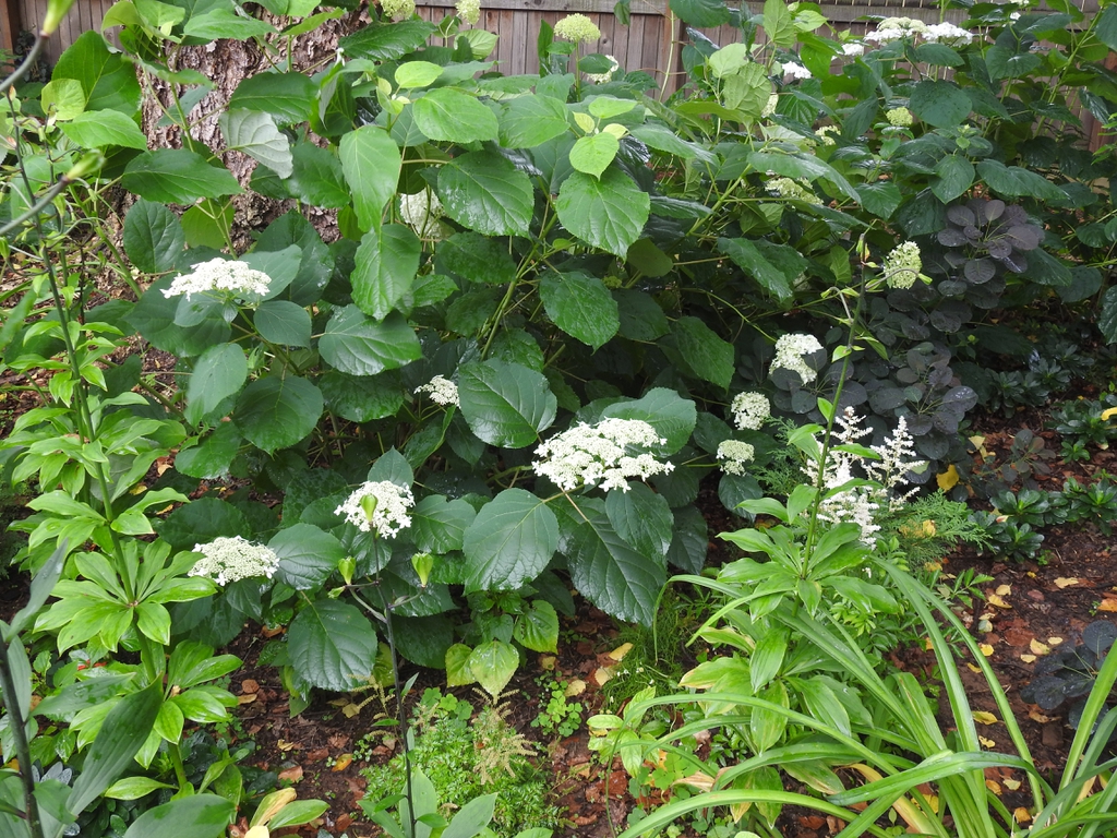 Hydrangea arborescens 'Haas' Halo'