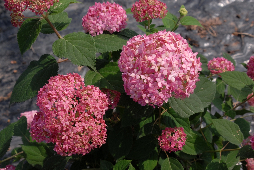 Shrub with large pompom clusters of pink flowers.
