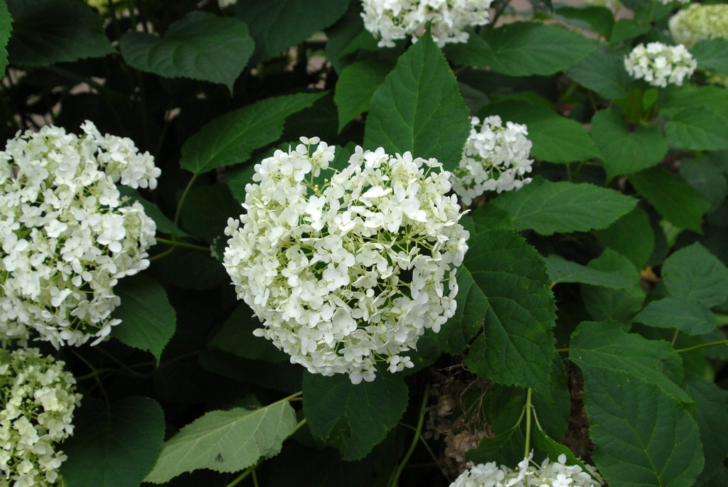 Shrub with large pompom clusters of white flowers.