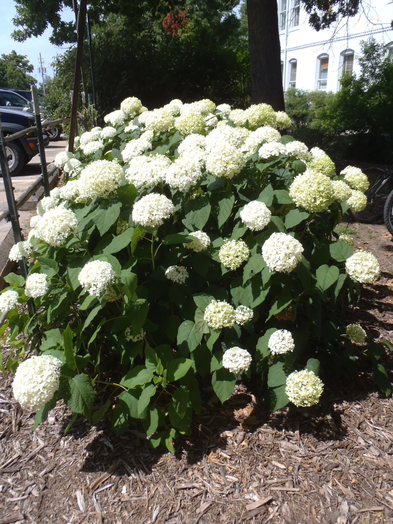 Shrub with large pompom clusters of white flowers.