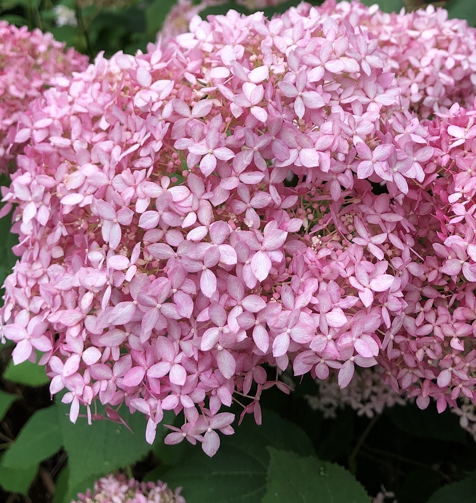 Flowers and Flower buds