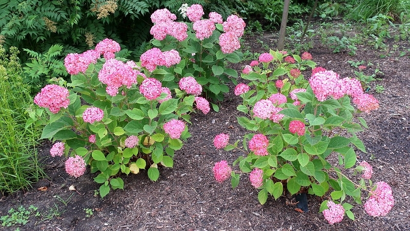 Three shrubs in bloom