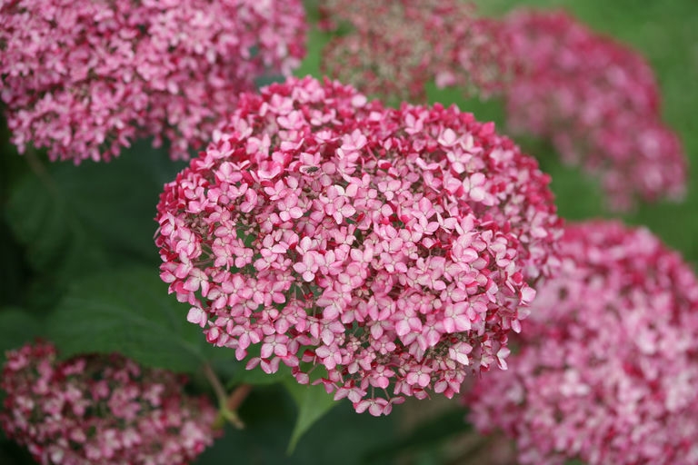 Spirit II 'NCHA2' flowers
