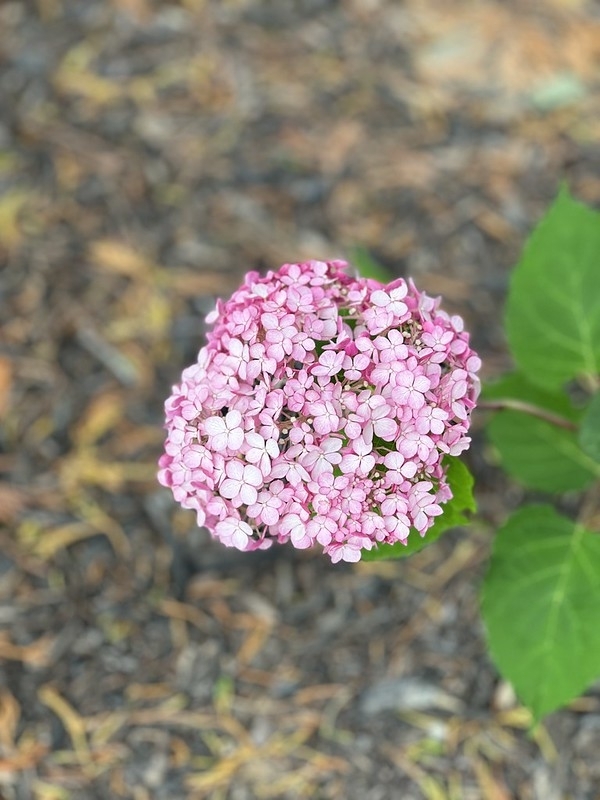 Light pink flowers in a large cluster