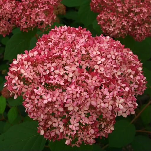 Flowers of Spirit 'NCHA1'