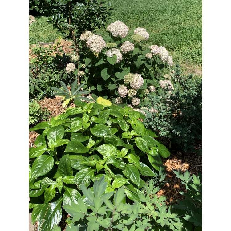 Plant in the landscape with white flowers