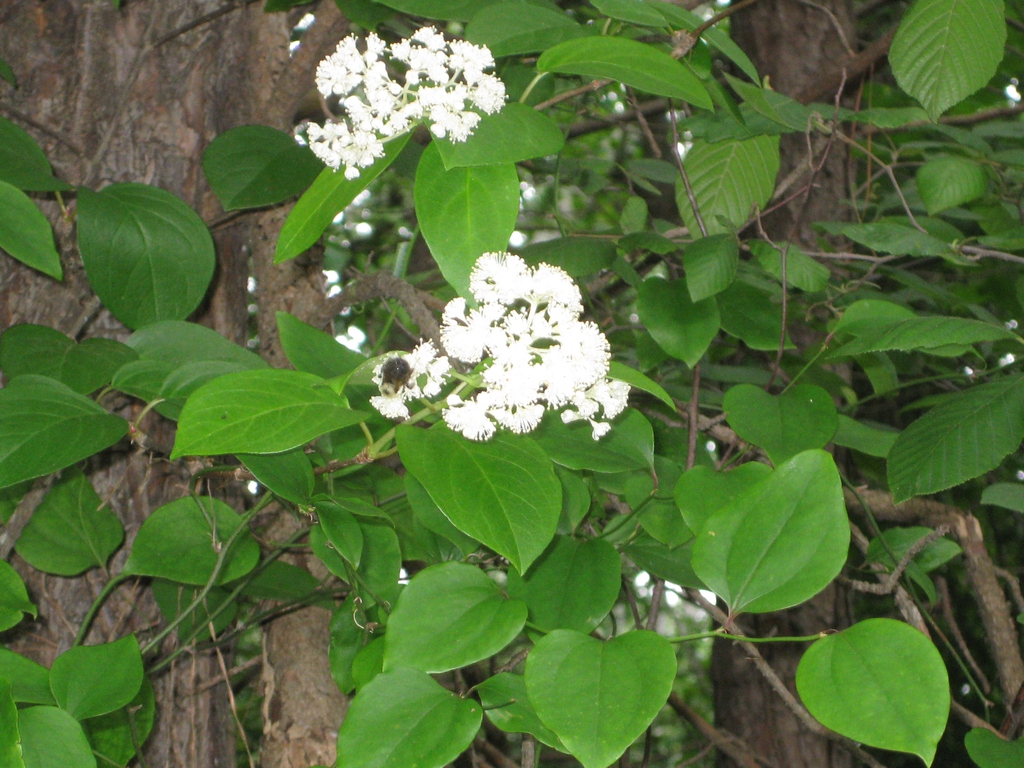 Form in bloom