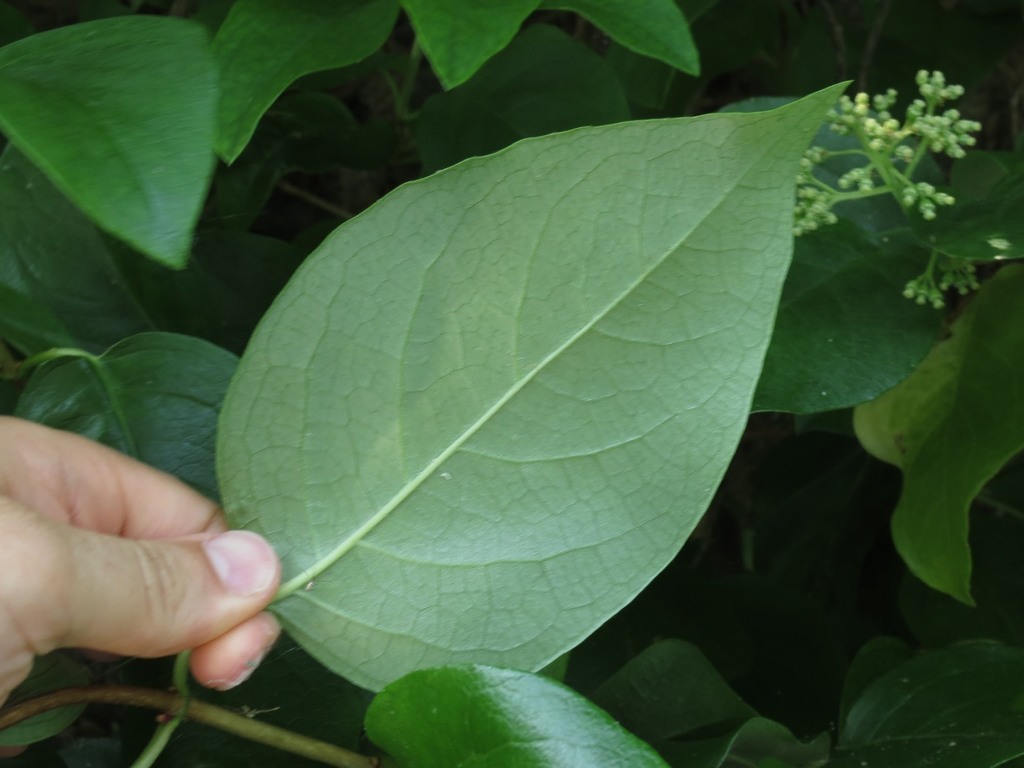 Underside of leaf