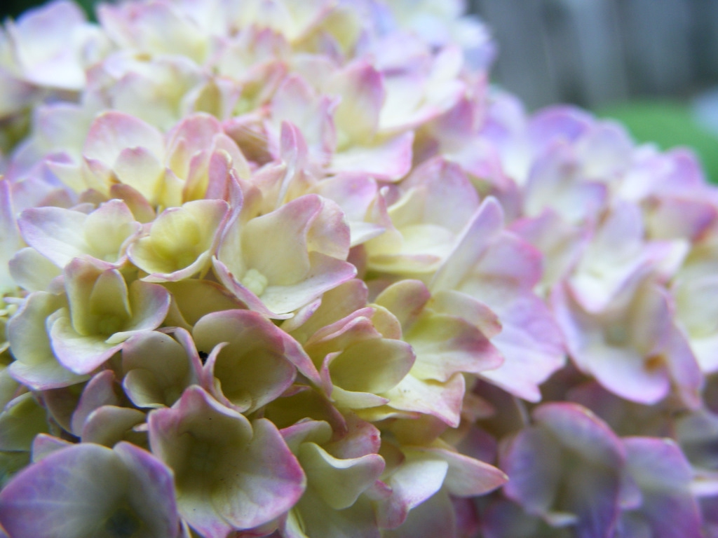Hydrangea